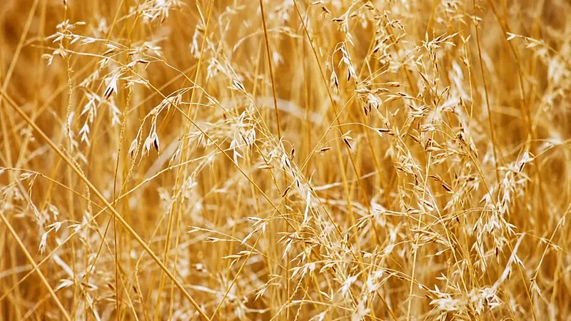 Grain trading and transport along the East African value chain